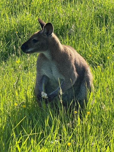 Hébergement AbracadaRoom : Dormir avec des kangourous - Image 6