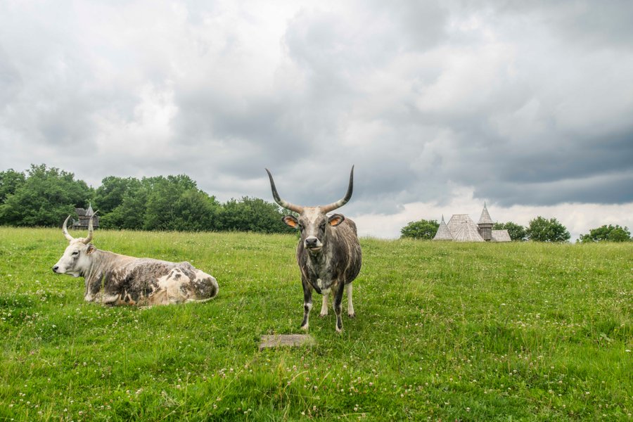 Domaine AbracadaRoom : Domaine de Puybeton - Image 2