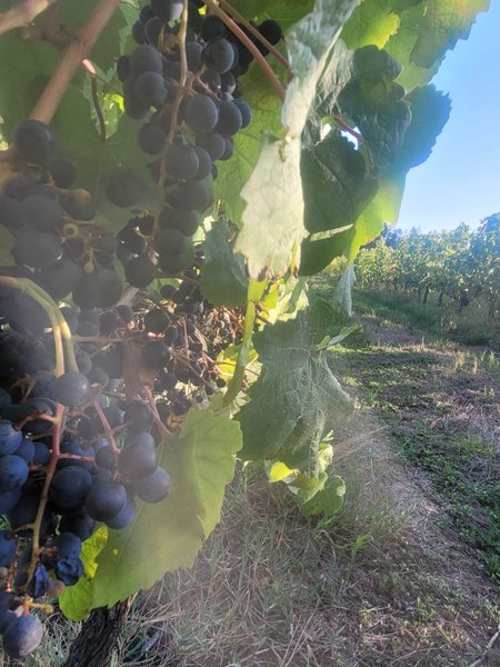 Domaine AbracadaRoom : Le Dôme du Lac de la Cadie - Image 7