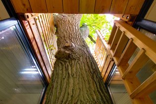 Coucoo Grands Chênes