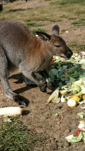Hébergement AbracadaRoom : Tipi des wallabies n°1 - Image 3