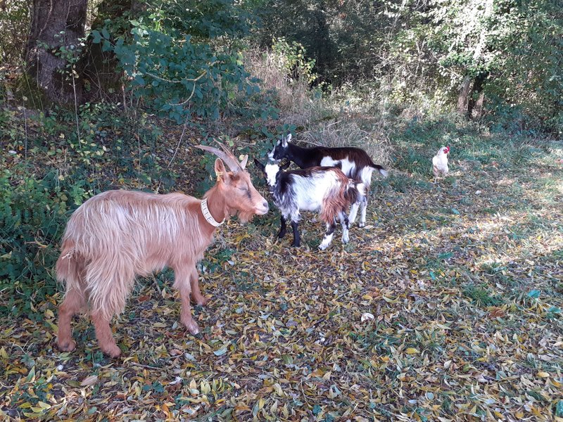 Domaine AbracadaRoom : A la douceur des chênes - Image 7