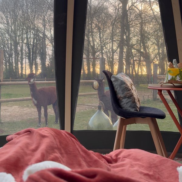 Domaine AbracadaRoom : Les alpagas du clos - Image 6