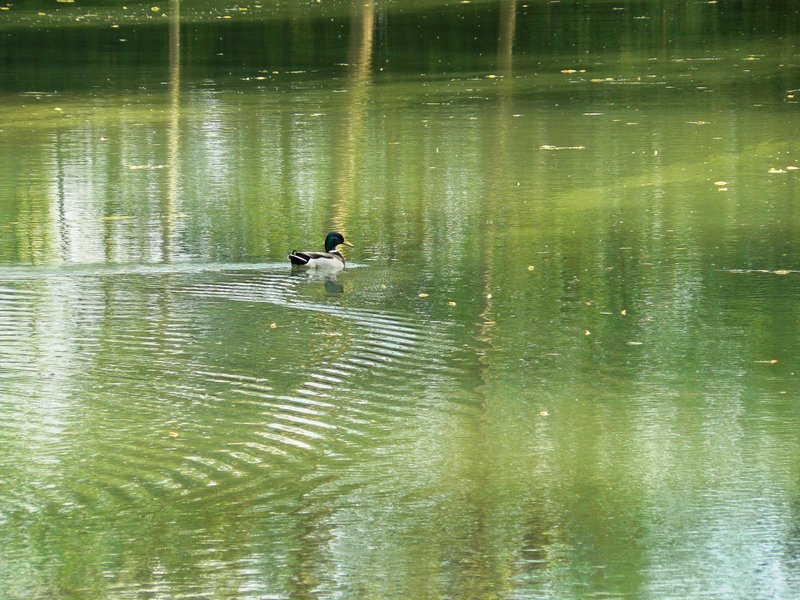 Hébergement AbracadaRoom : Le Chalet de l'étang - Image 9