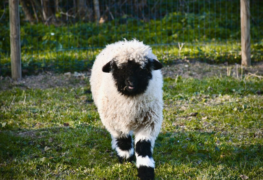 Domaine AbracadaRoom : Parc Du Coq à l'Âne - Image 11