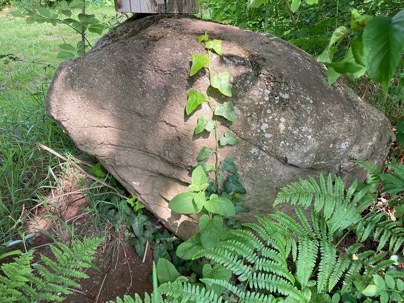 Domaine AbracadaRoom : Les Cabanes dans les Arbres de Caluche - Image 10