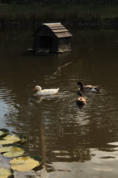 Domaine AbracadaRoom : La Ferme du Séquoia - Image 3