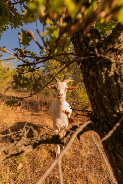 Domaine AbracadaRoom : Homnest (Puy Saint Martin) - Image 29