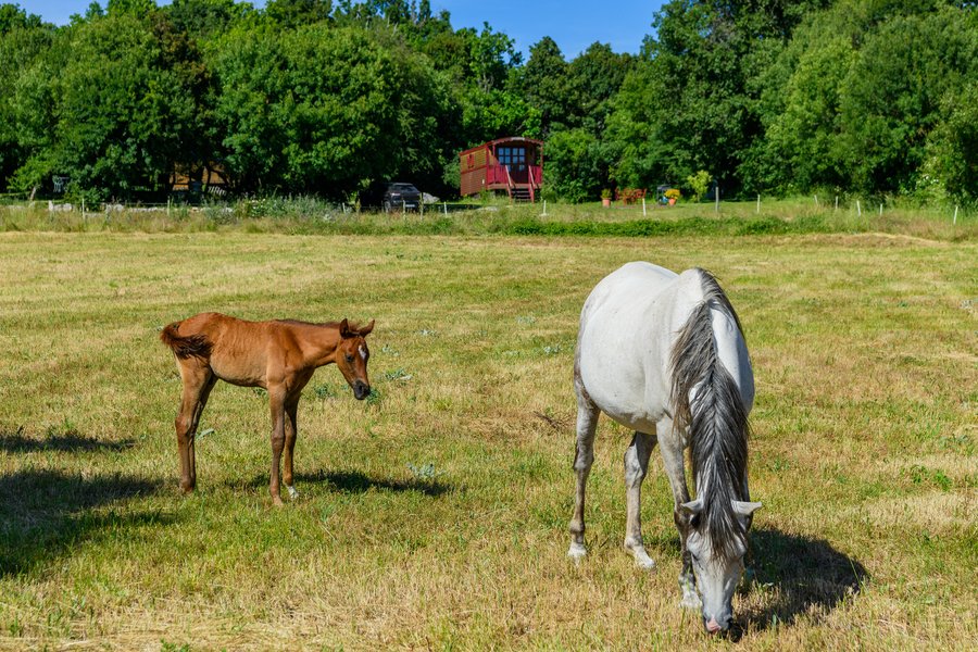 Roulotte-Quinta — photo 2