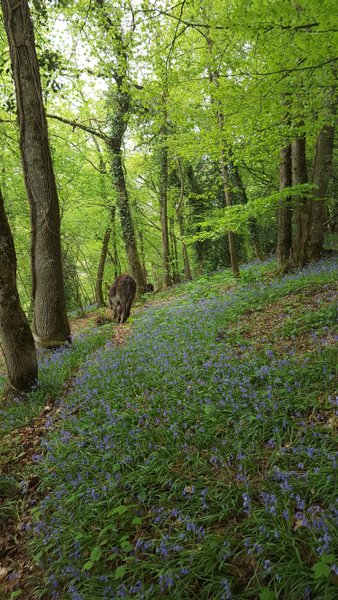Domaine AbracadaRoom : Domaine de la Boderie - Image 4