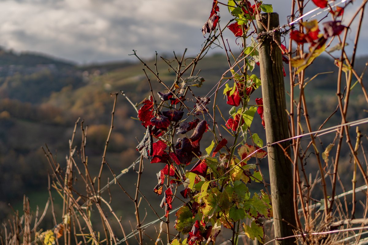 Belvédère du Haut Bugey - Refuge dans les cépages à Boyeux-Saint-Jérôme (45)