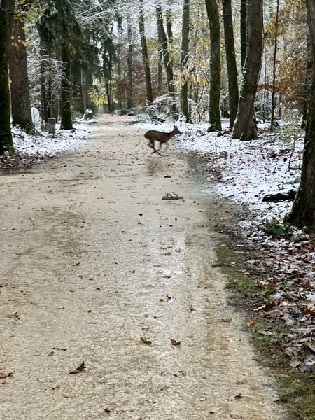 Domaine AbracadaRoom : Loire Valley Lodges - Hôtel - Image 7