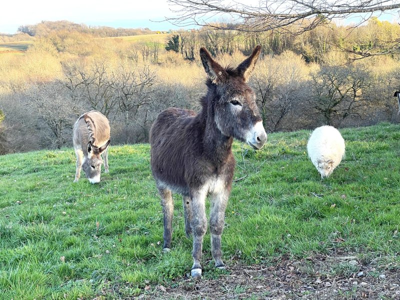 Domaine AbracadaRoom : Cabane la Pocquita - Image 3