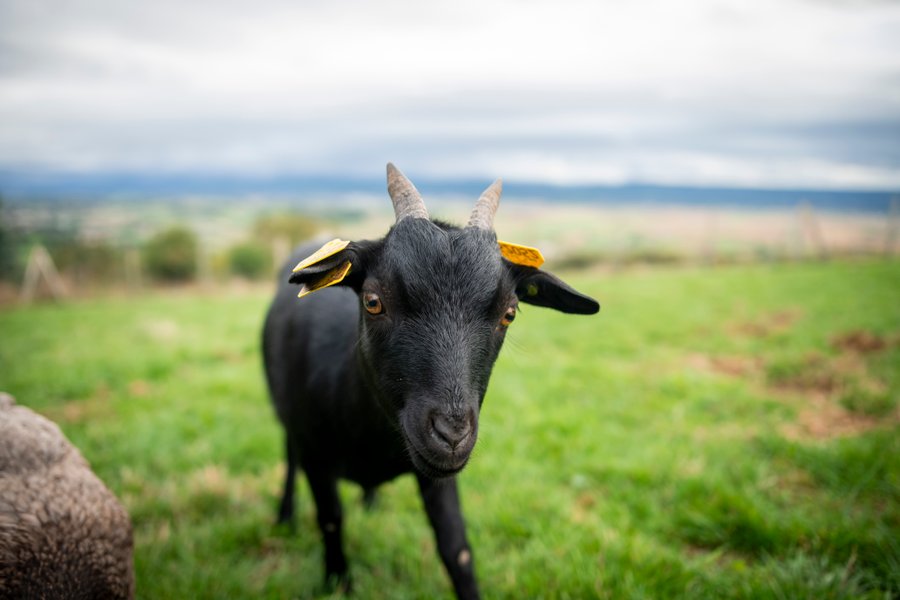 Domaine AbracadaRoom : Domaine des Étoiles - Image 11