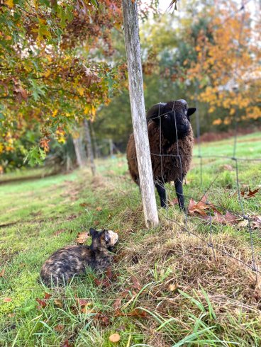 Domaine AbracadaRoom : Le Domaine d'Élissois - Image 7