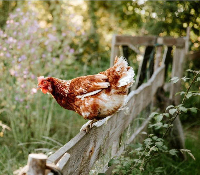 Hébergement AbracadaRoom : Prairie Schooner du Wild West Lodges & SPA - Image 19