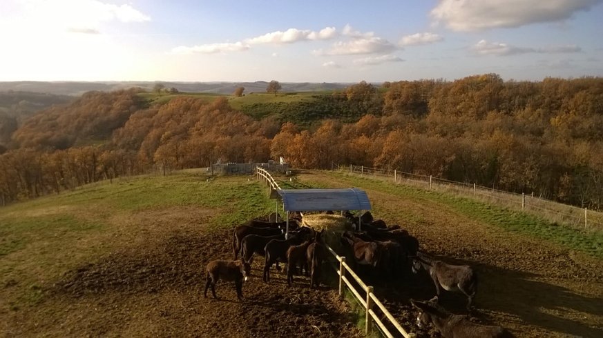 Domaine AbracadaRoom : La Ferme du Hitton Gers - Un Lit au Pré ( à supprimer) - Image 7