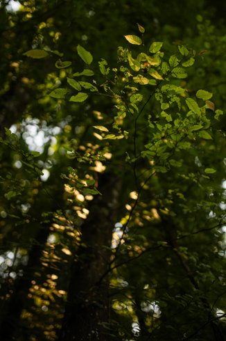 Domaine AbracadaRoom : Le Nid d'Andrésis - Image 4