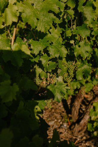 Domaine AbracadaRoom : Domain Melanie and Juvan - Image 6