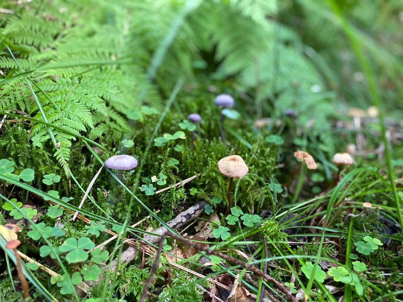 Hébergement AbracadaRoom : L'Authentique - Image 11