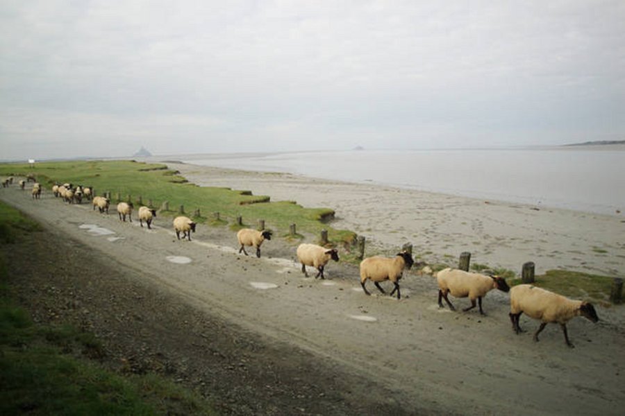 Domaine AbracadaRoom : Cabane de douanier en baie du Mont Saint Michel - Image 10