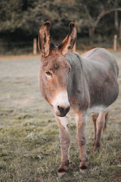 Hébergement AbracadaRoom : Castél de l'Arbre à Château de Memanat - Image 13