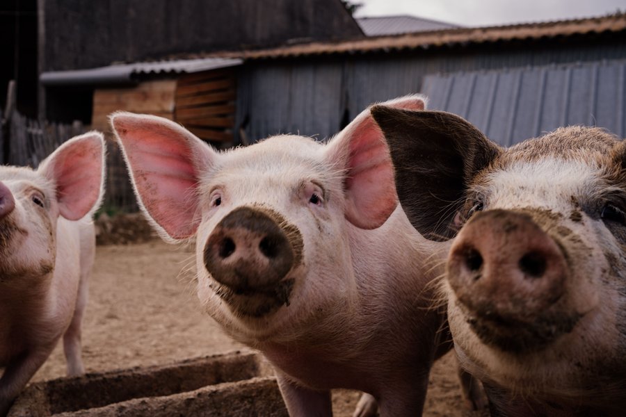 Domaine AbracadaRoom : Un Lit au Pré - L’étable des Mauges en Anjou - Image 12