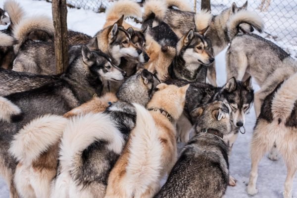 Hébergement AbracadaRoom : Kota 3 Inari - Séjour inoubliable auprès de huskies - Image 17