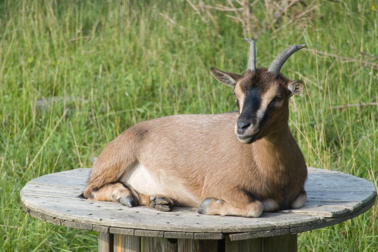 Hébergement AbracadaRoom : Dôme aux oiseaux - Image 18