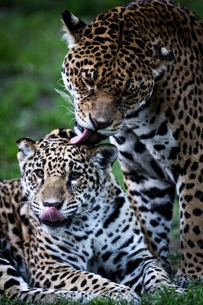 Hébergement AbracadaRoom : Lodge Jaguars & Spa & Dîner - Accès au zoo - Image 12