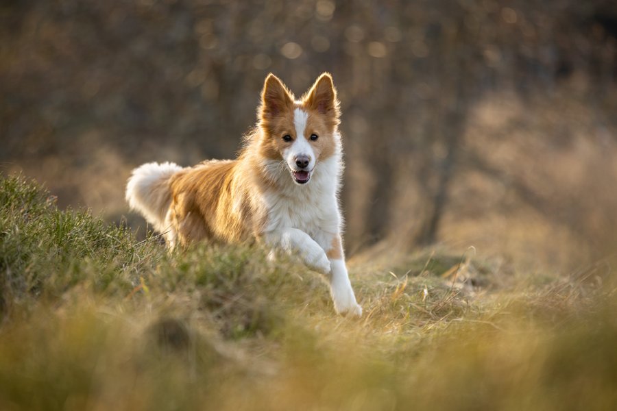 Hébergement AbracadaRoom : Dôme au milieu des Alpagas - Image 42