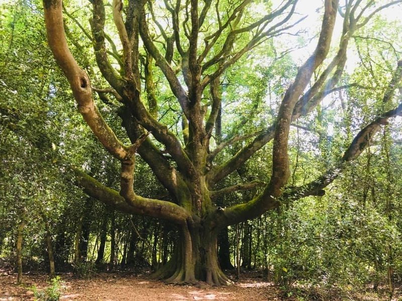 Hébergement AbracadaRoom : La Maison de Merlin, cabane magique avec SPA - Image 10