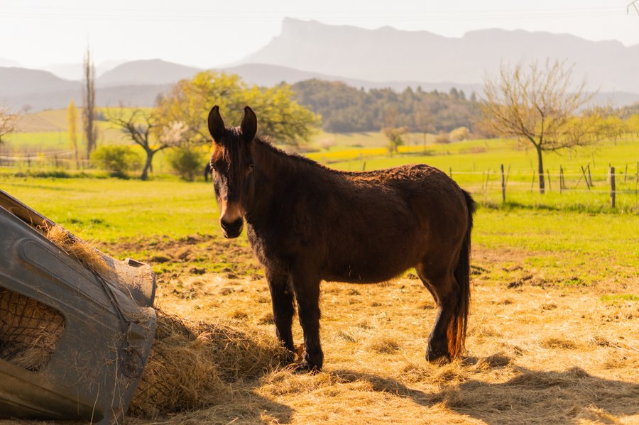 Domaine AbracadaRoom : Homnest (Gigors) - Image 14