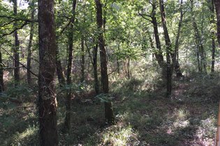 Les Bulles de Bordeaux