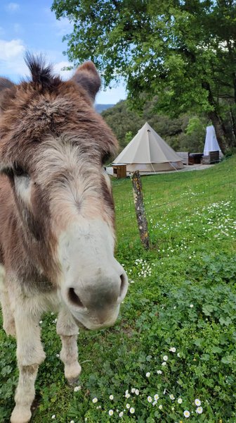 Domaine AbracadaRoom : Mas Saber - Image 23