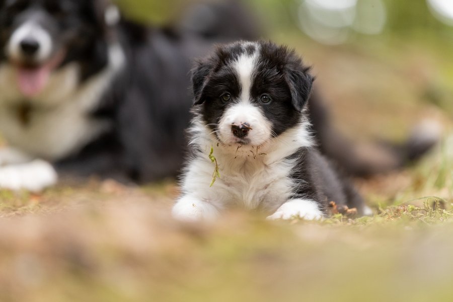 Hébergement AbracadaRoom : Dôme au milieu des Alpagas - Image 37