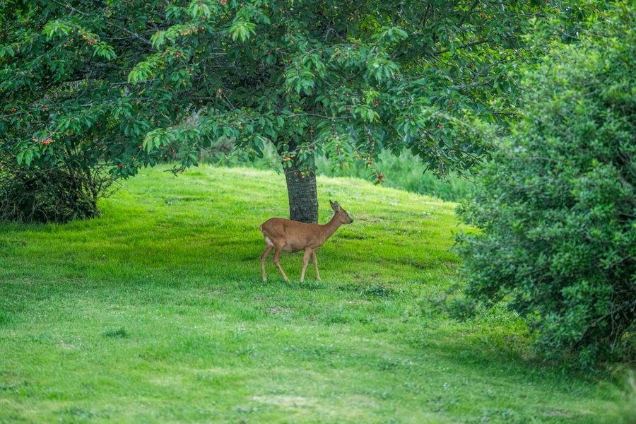 Domaine AbracadaRoom : La Mandrélie - Image 23