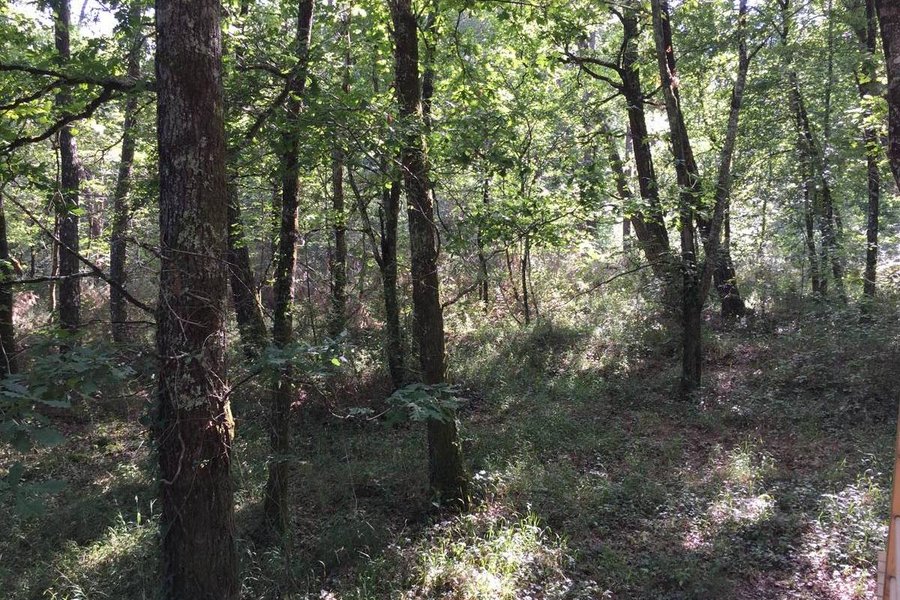 Bulle Spa Petit Verdot — photo 2