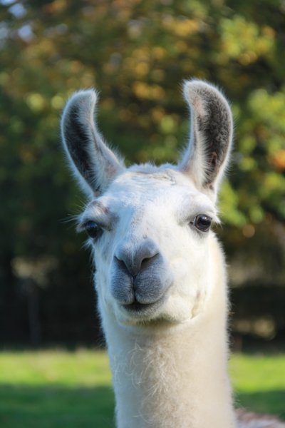 Domaine AbracadaRoom : Ecodomaine Rêver Ailleurs - Image 19