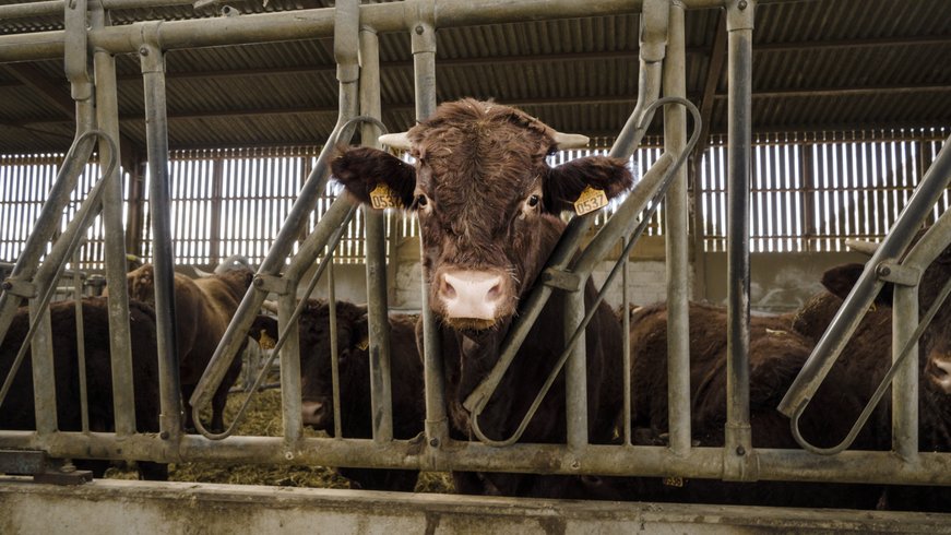 Domaine AbracadaRoom : Un Lit Au Pré -  La ferme de Fontenille - Image 8