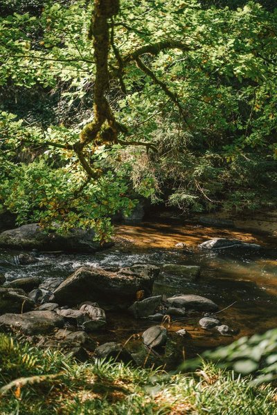 Hébergement AbracadaRoom : Castél de l'Arbre à Château de Memanat - Image 14