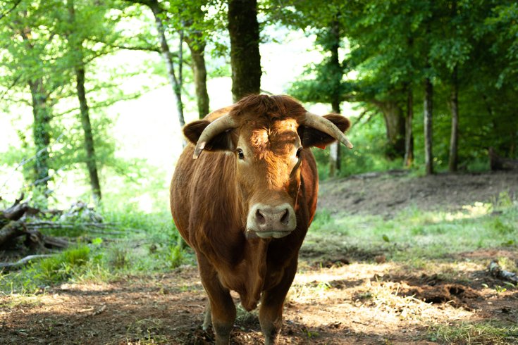 Domaine AbracadaRoom : Pépiite Périgord Vert - Image 26
