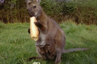 Wallaby de Benett'on