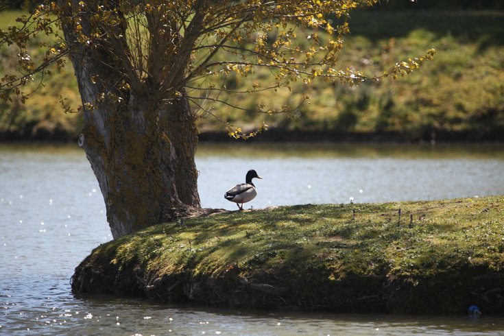 Hébergement AbracadaRoom : Jungle Dôme - Image 7