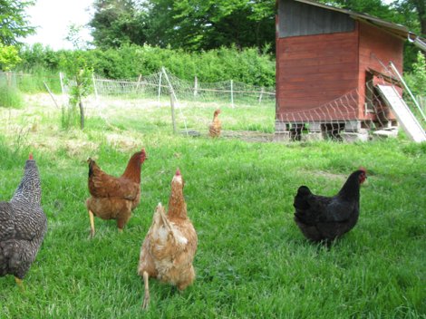 Domaine AbracadaRoom : Ferme des Ruats - Image 5