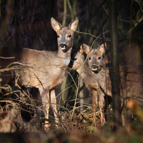 Hébergement AbracadaRoom : Cabane Spa Mésange - Image 24