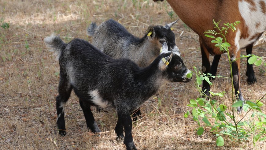 Domaine AbracadaRoom : Flower Camping Au Bois des Biches - Image 44