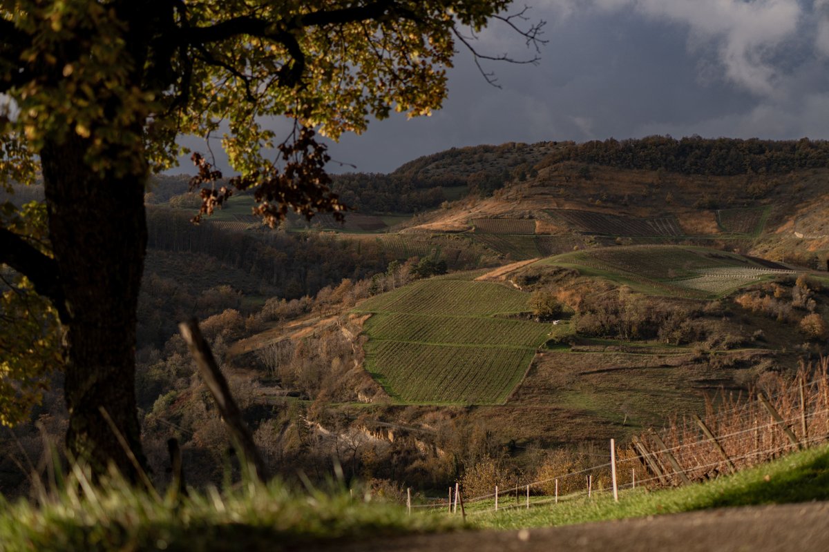 Belvédère du Haut Bugey - Refuge dans les cépages à Boyeux-Saint-Jérôme (46)