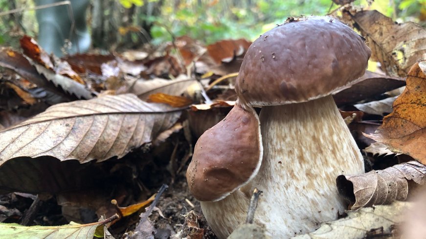 Domaine AbracadaRoom : La Ferme de la Goursaline - Image 3