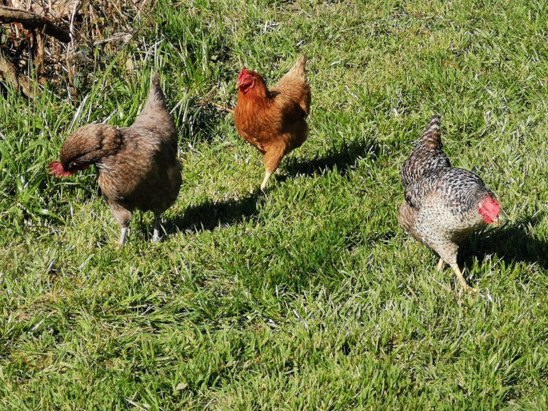 Domaine AbracadaRoom : La Noé verte - Image 7